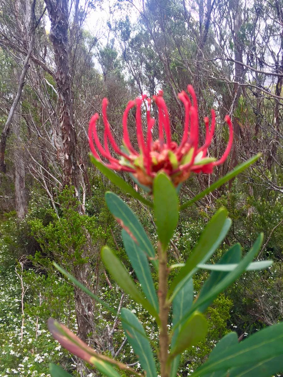 Overland track tasmania hike 202