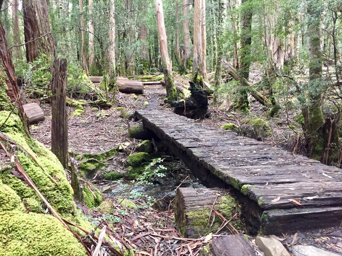 Overland track tasmania hike 209