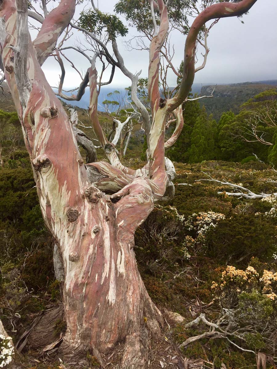 Overland track tasmania hike 40