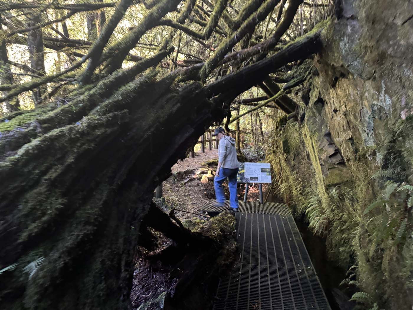 Philosopher falls walk (11)