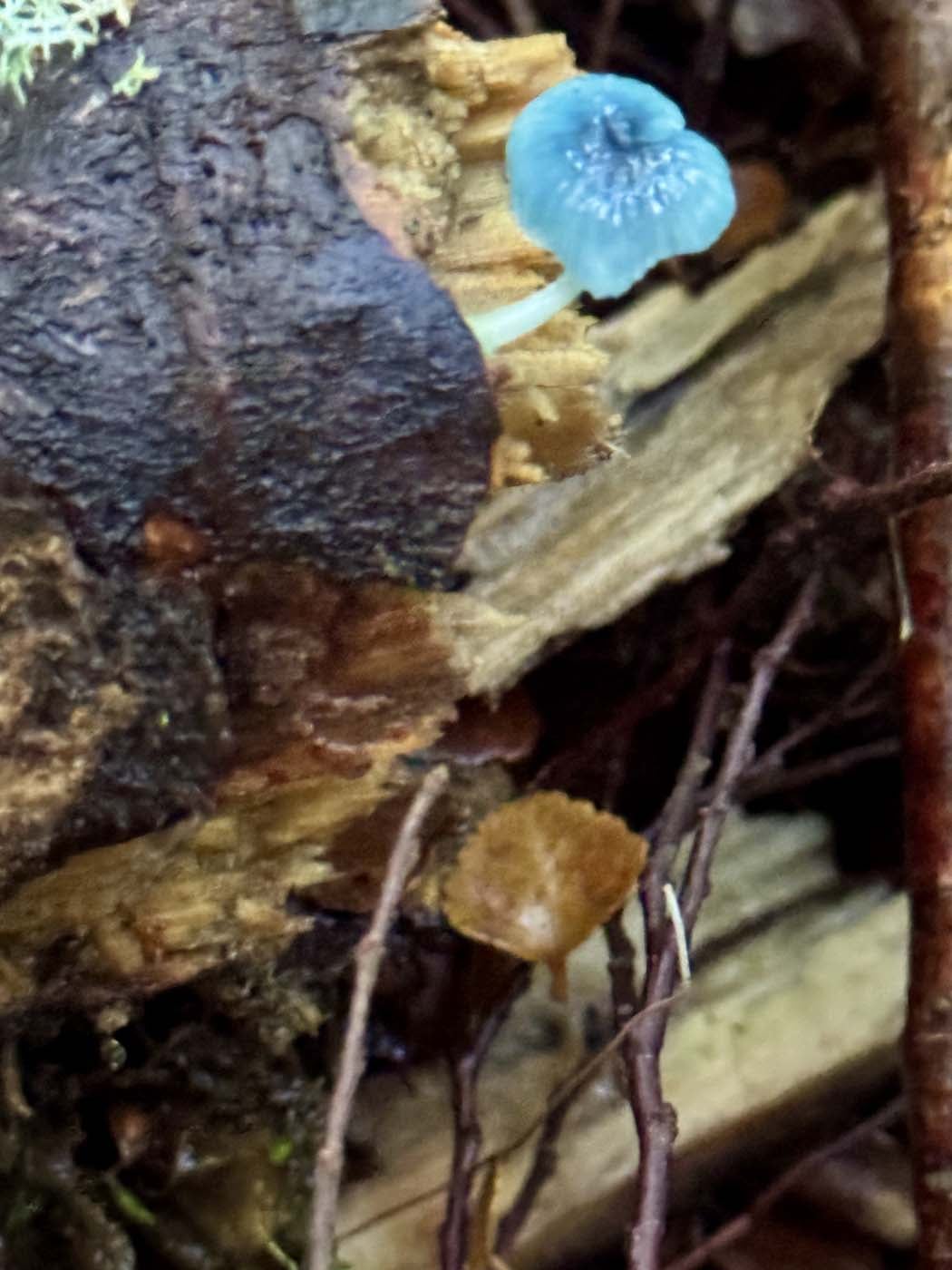 Philosopher falls walk (13)