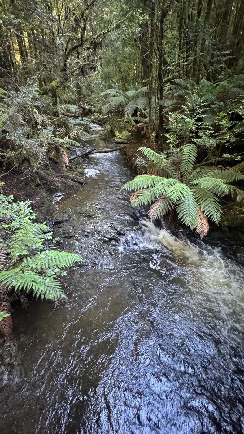 Philosopher falls walk (2)