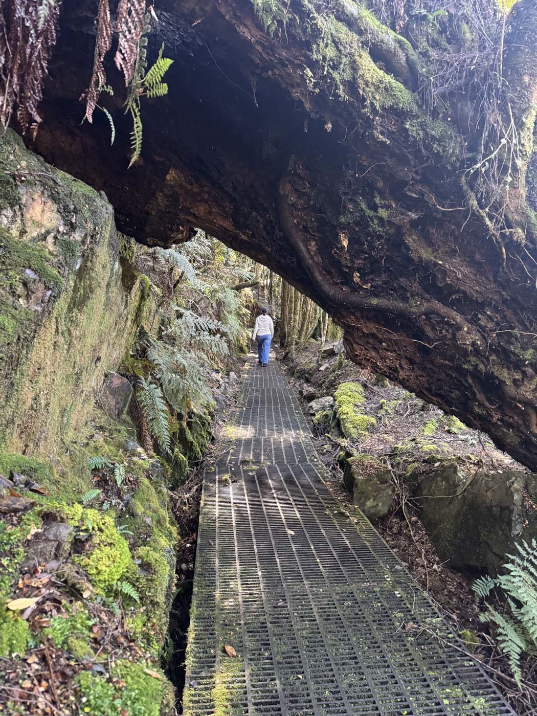 Philosopher falls walk (4)