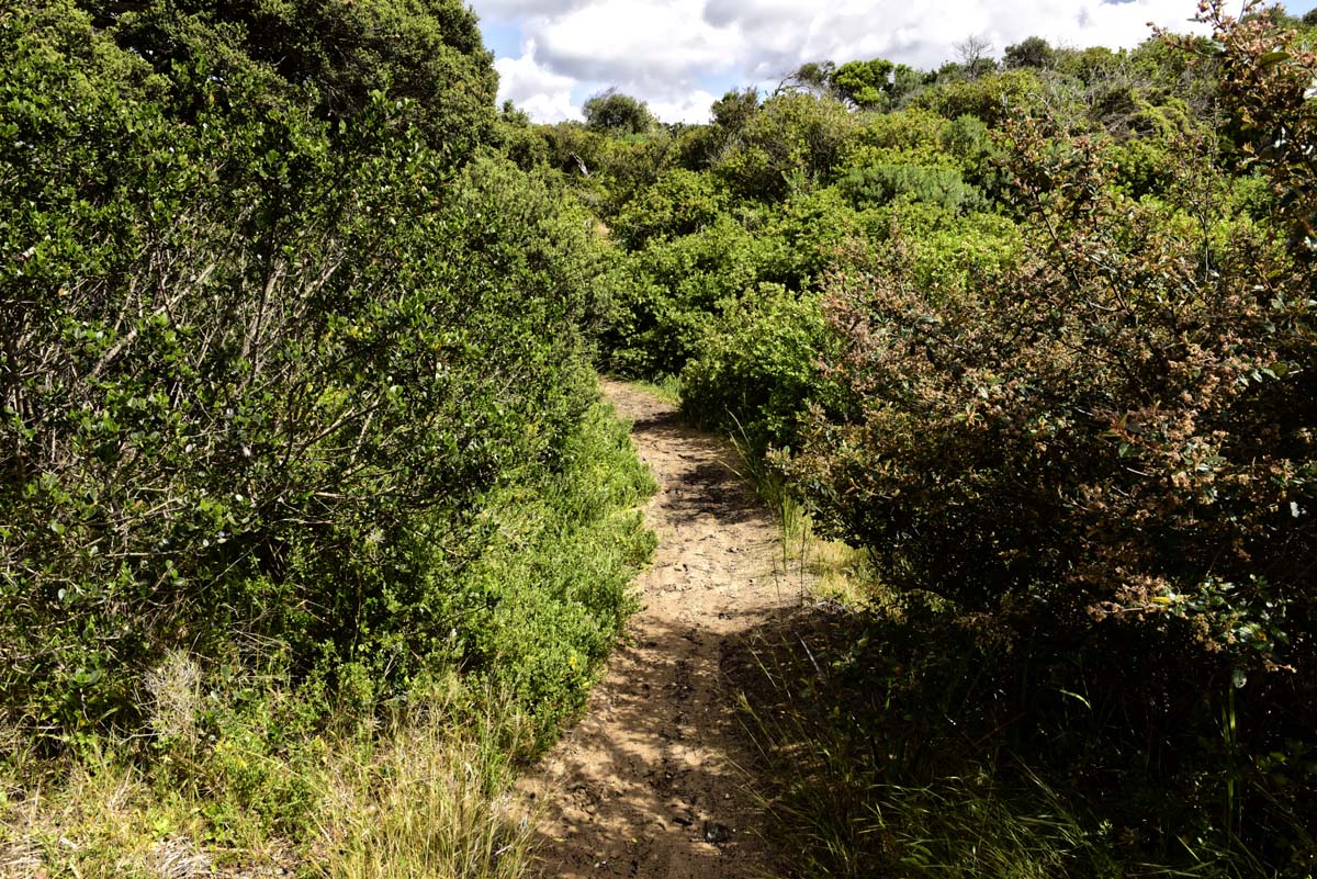Point nepean walk 10