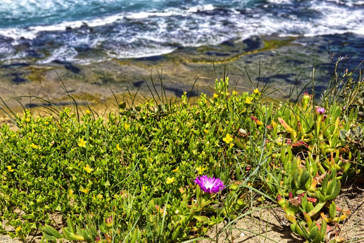 Point nepean walk 24