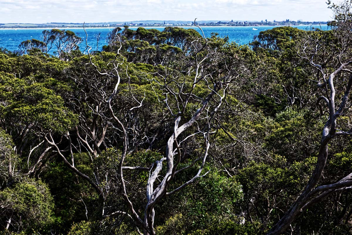 Point nepean walk 8
