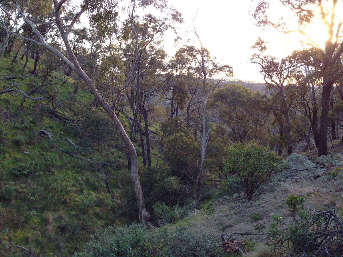 Pyramid rock ironbark gorge hike 23