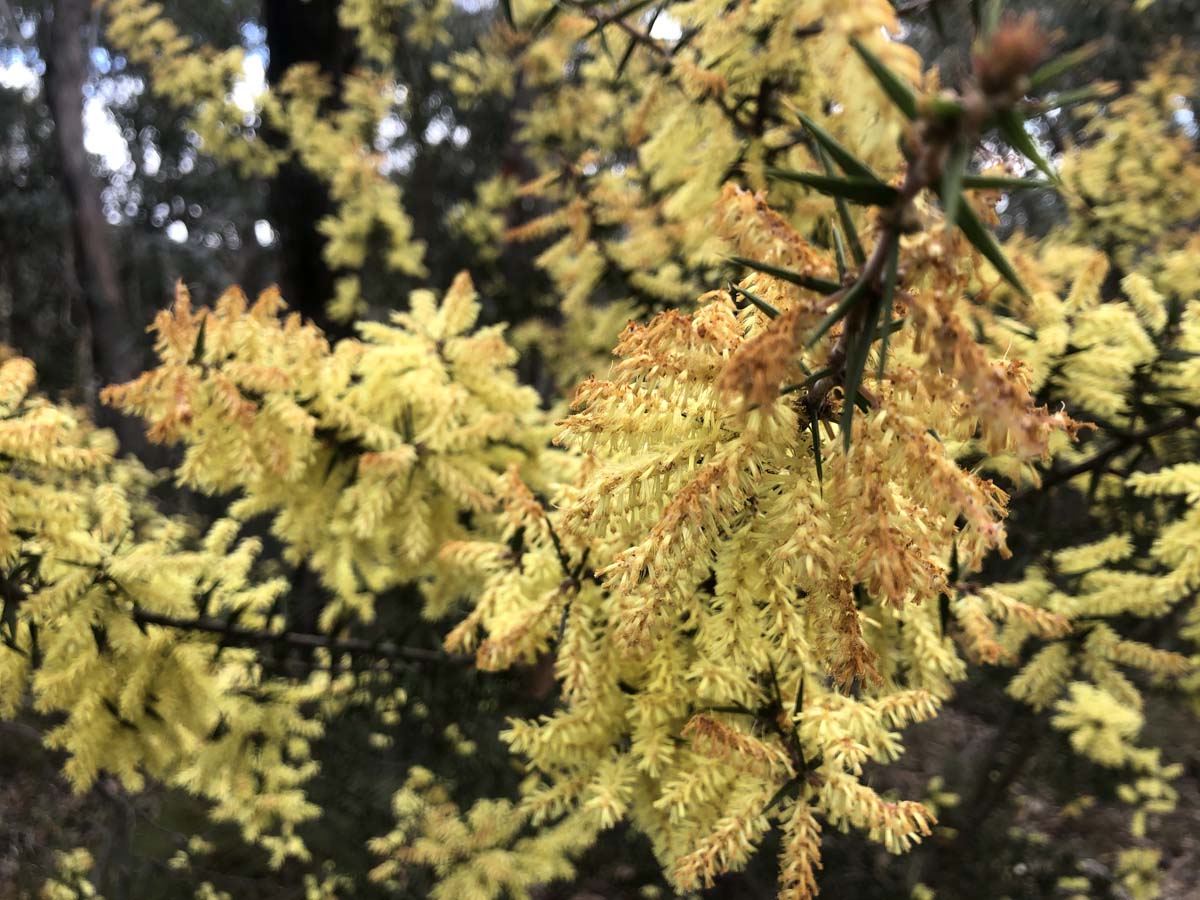 Pyrete range northern loop hike 24