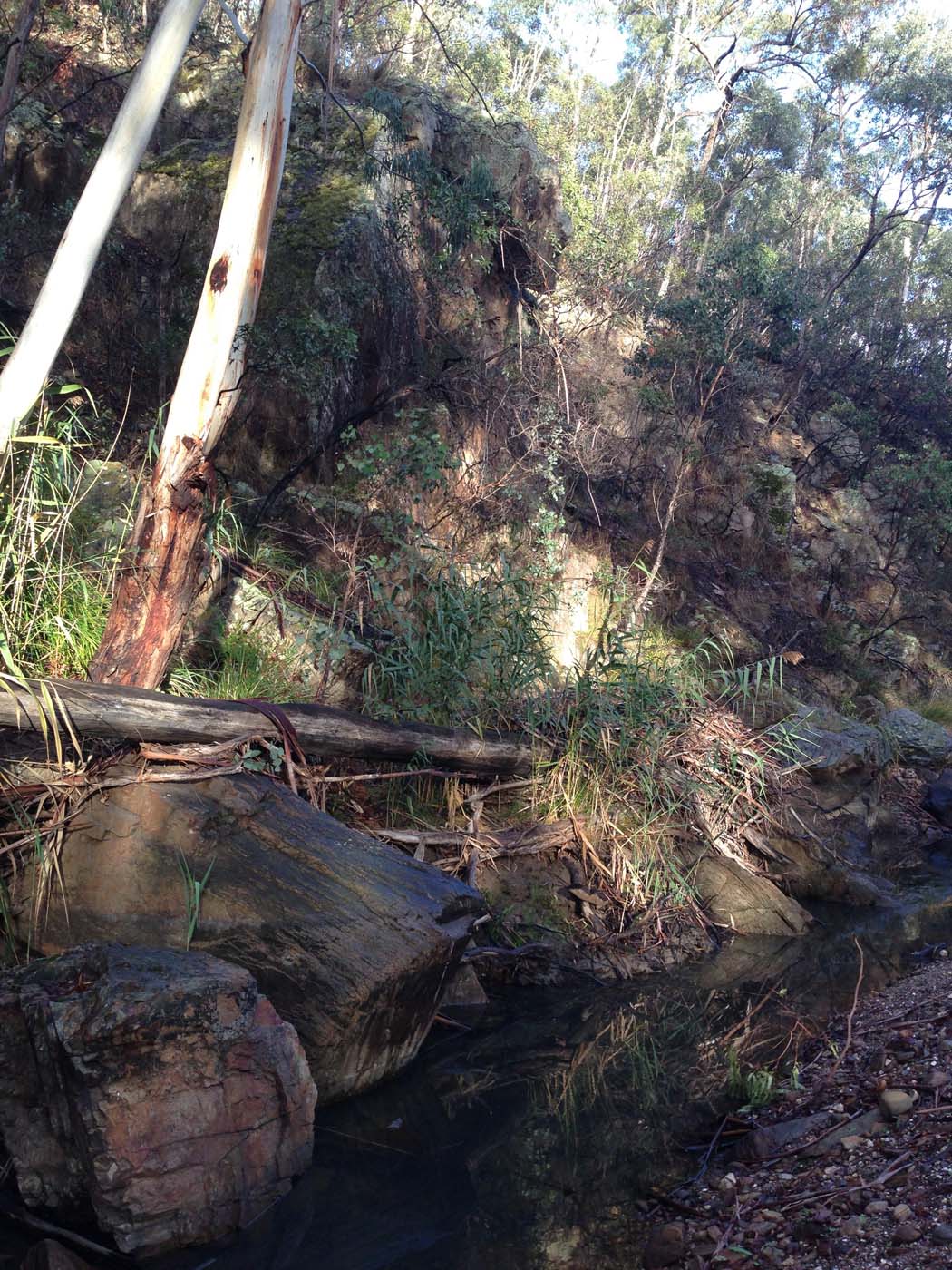 Pyrites creek & sugarloaf hike (42)