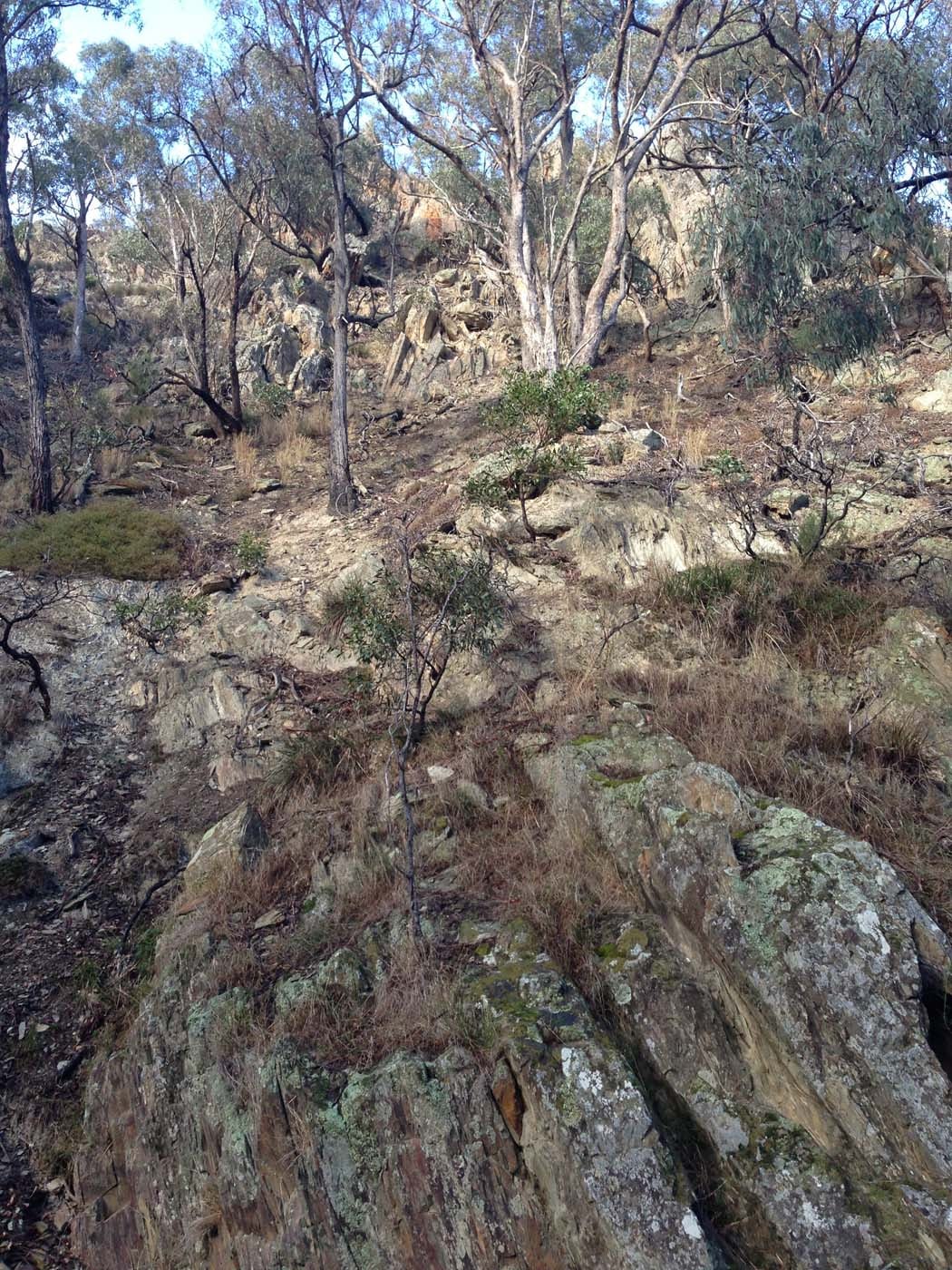Pyrites creek & sugarloaf hike (44)