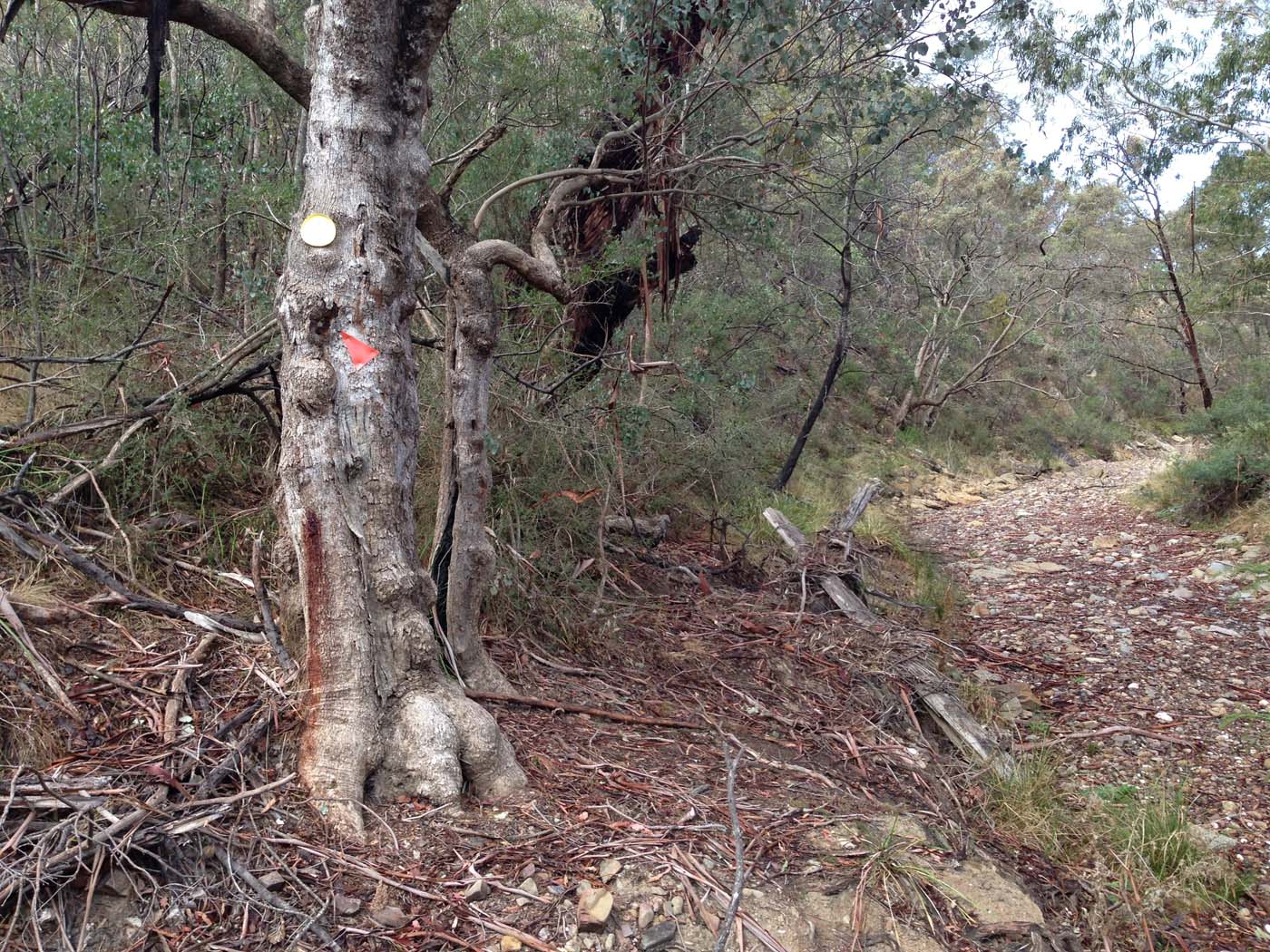 Pyrites creek & sugarloaf hike (45)