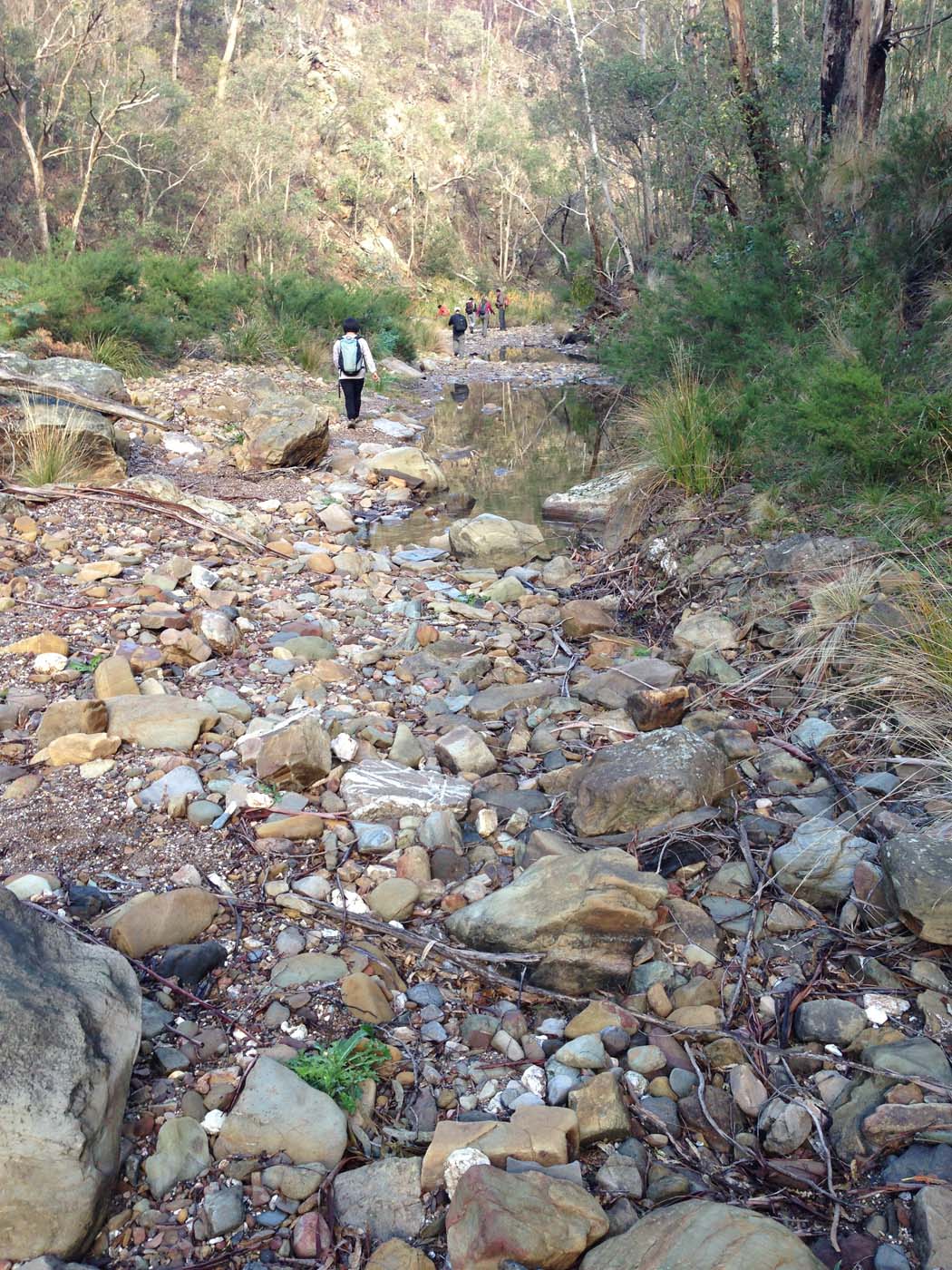 Pyrites creek & sugarloaf hike (62)