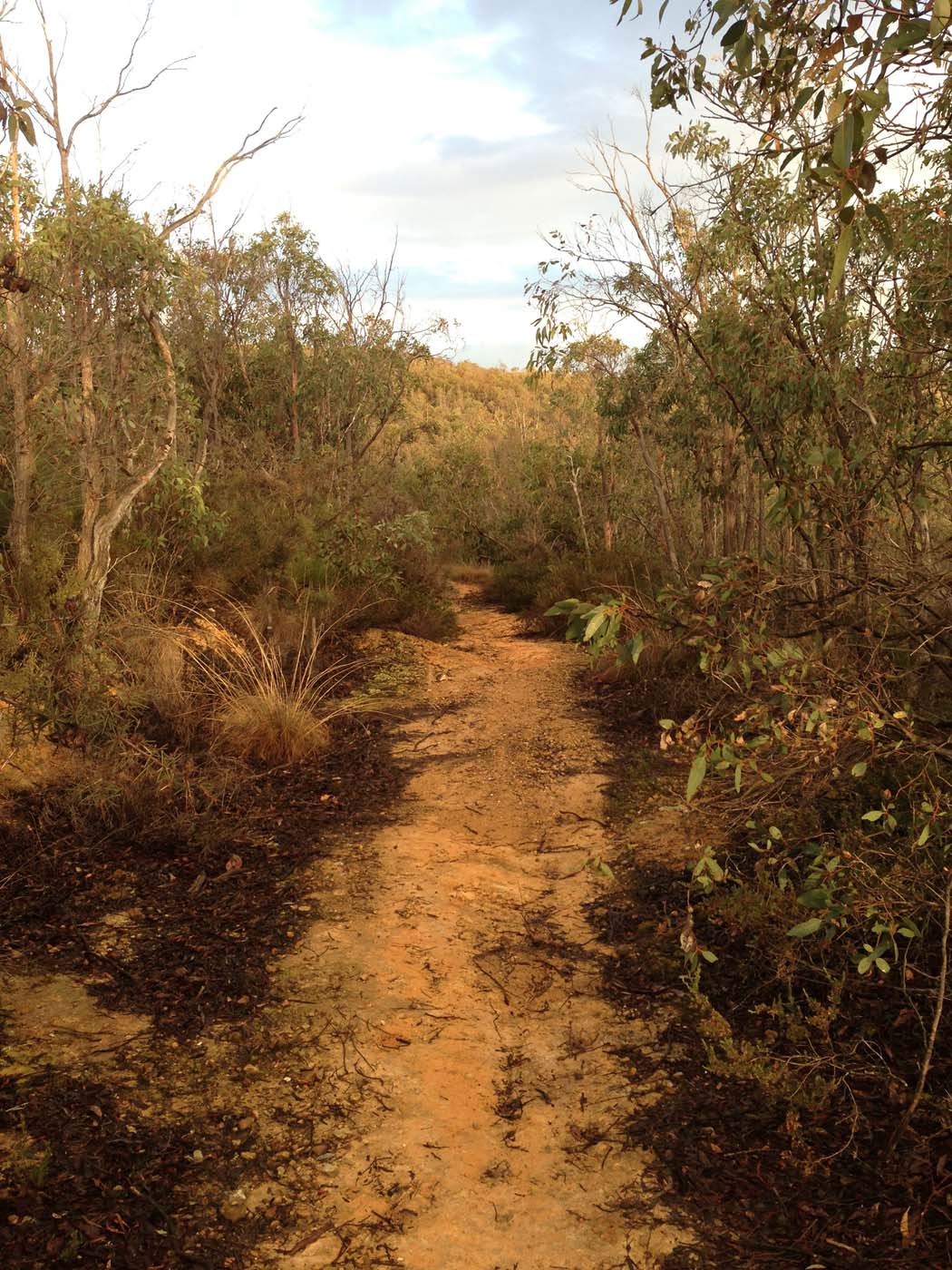 Pyrites creek & sugarloaf hike (72)