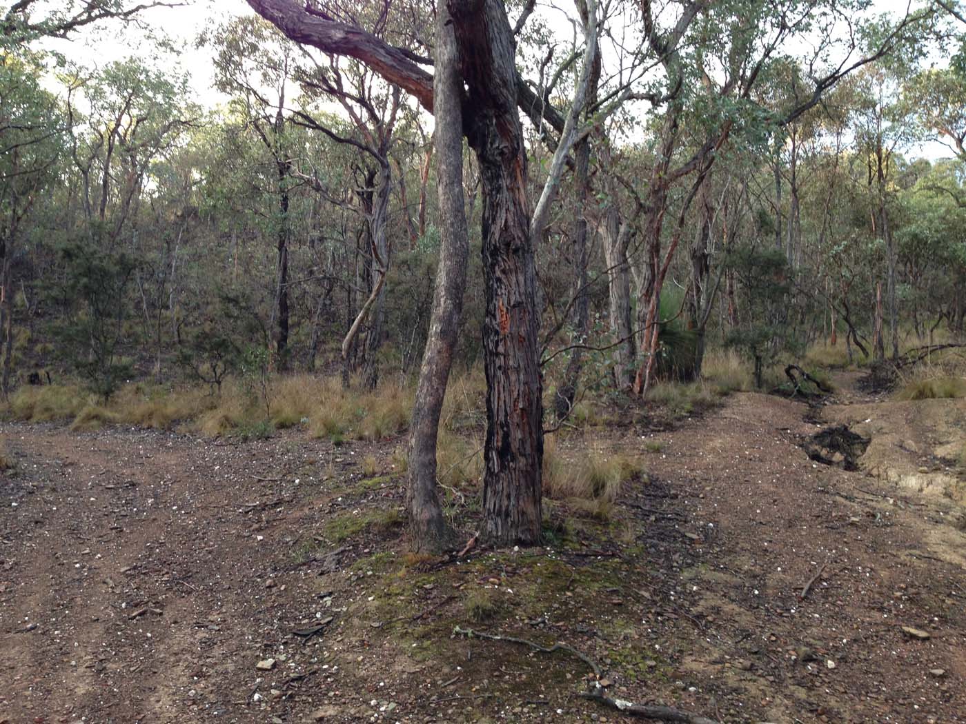 Pyrites creek & sugarloaf hike (73)
