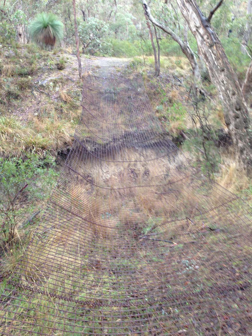 Pyrites creek & sugarloaf hike (74)