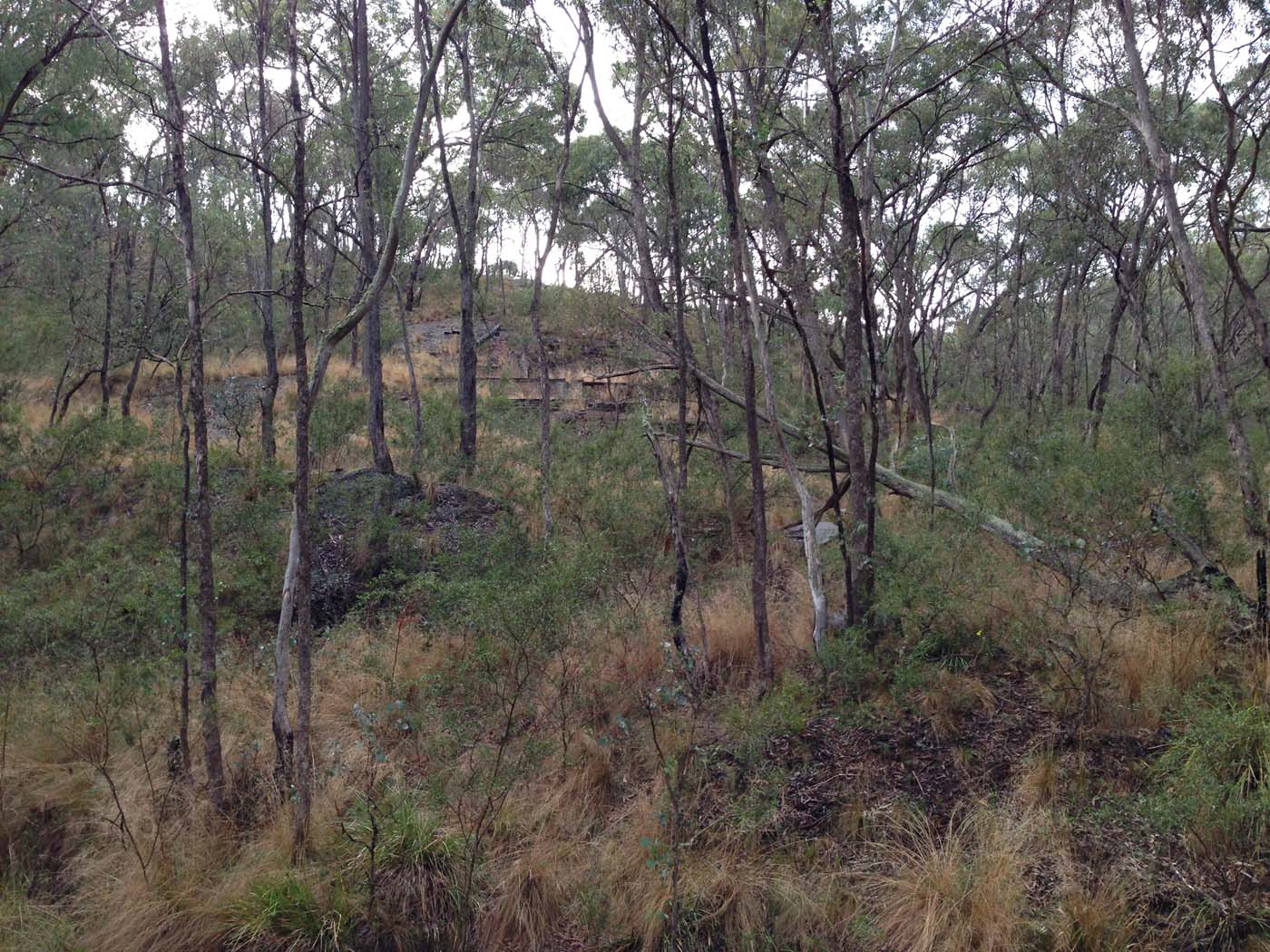 Pyrites creek & sugarloaf hike (76)