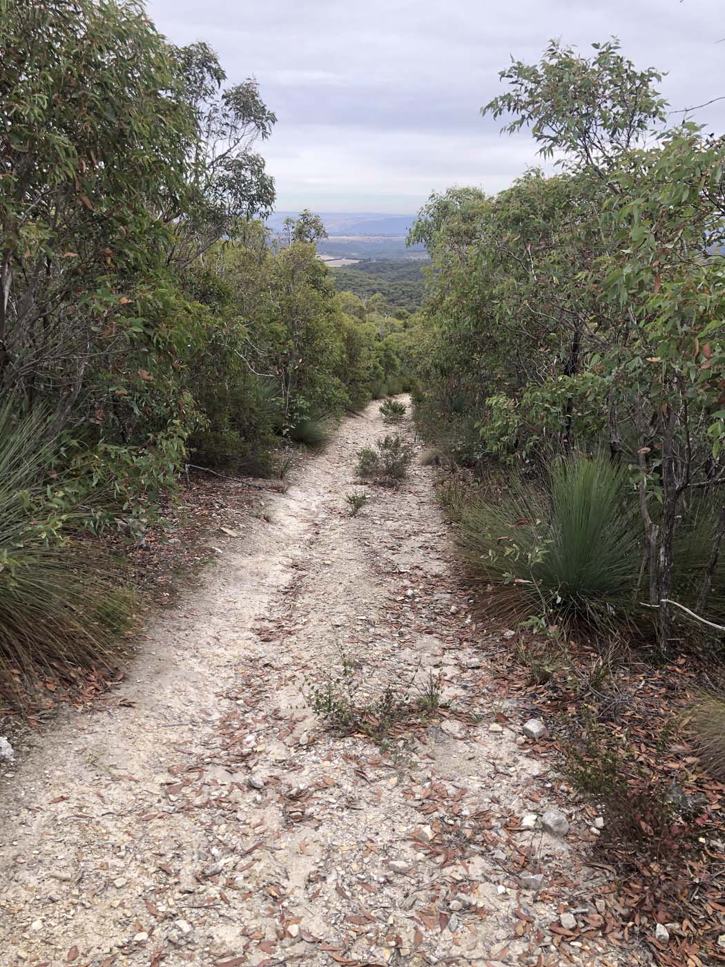 Pyrites creek & sugarloaf hike (79)