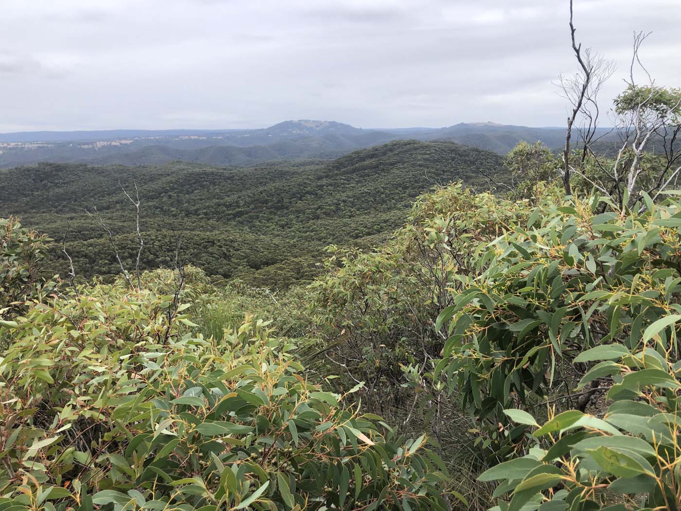 Pyrites creek & sugarloaf hike (82)