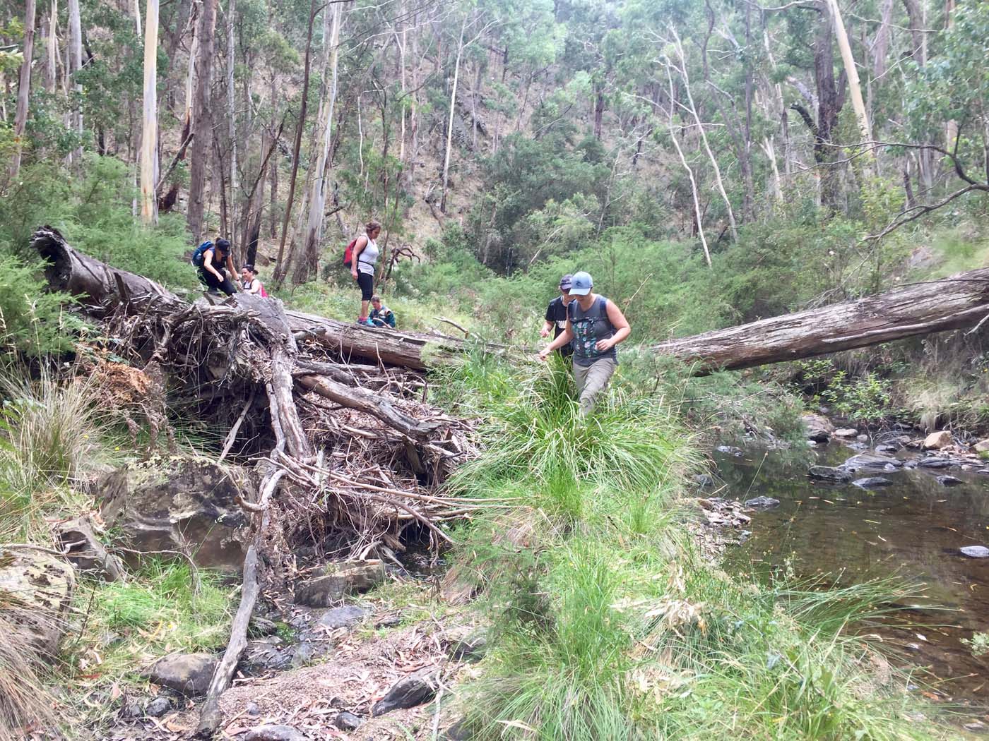 Pyrites creek circuit hike (11)