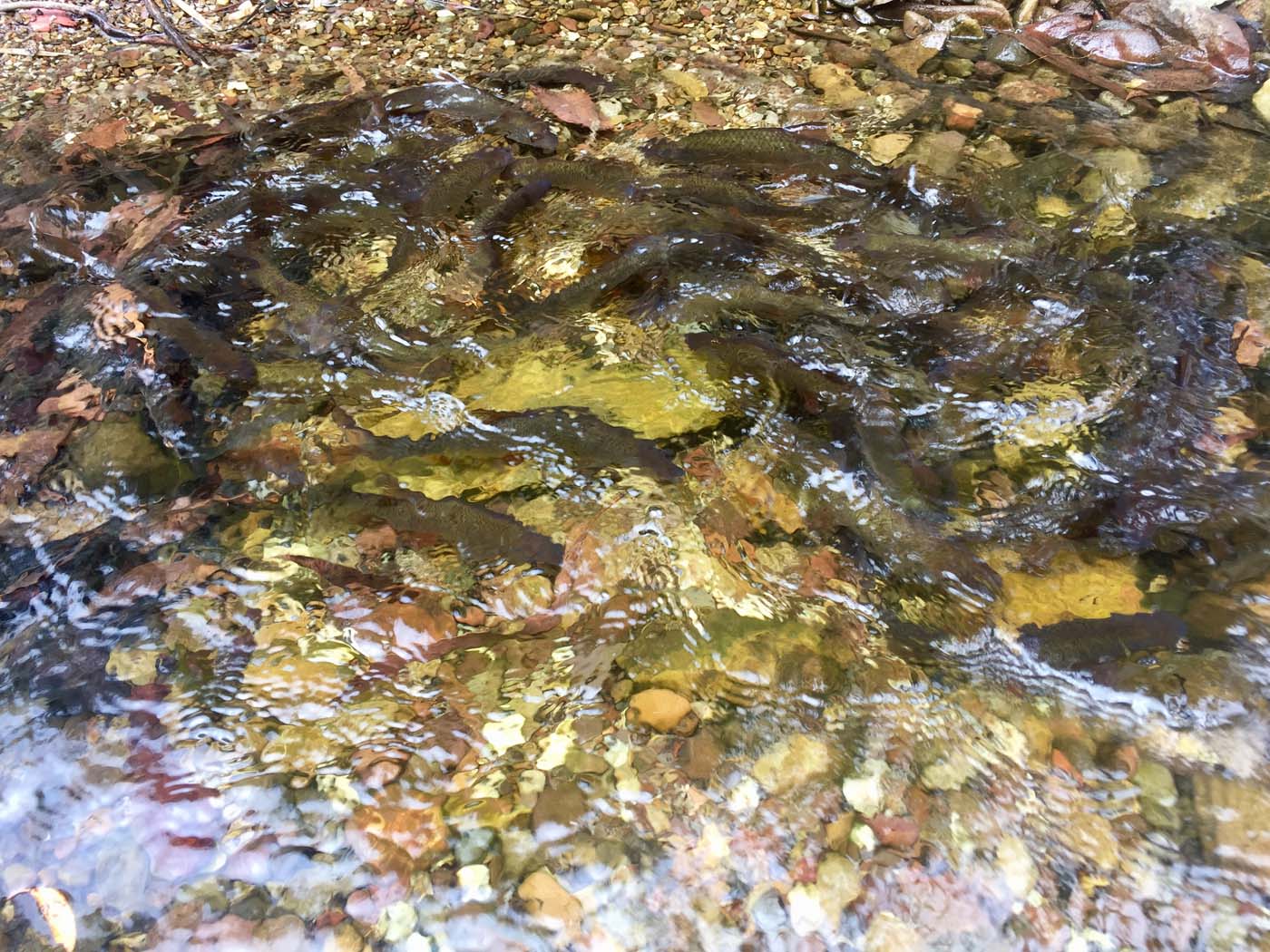Pyrites creek circuit hike (13)