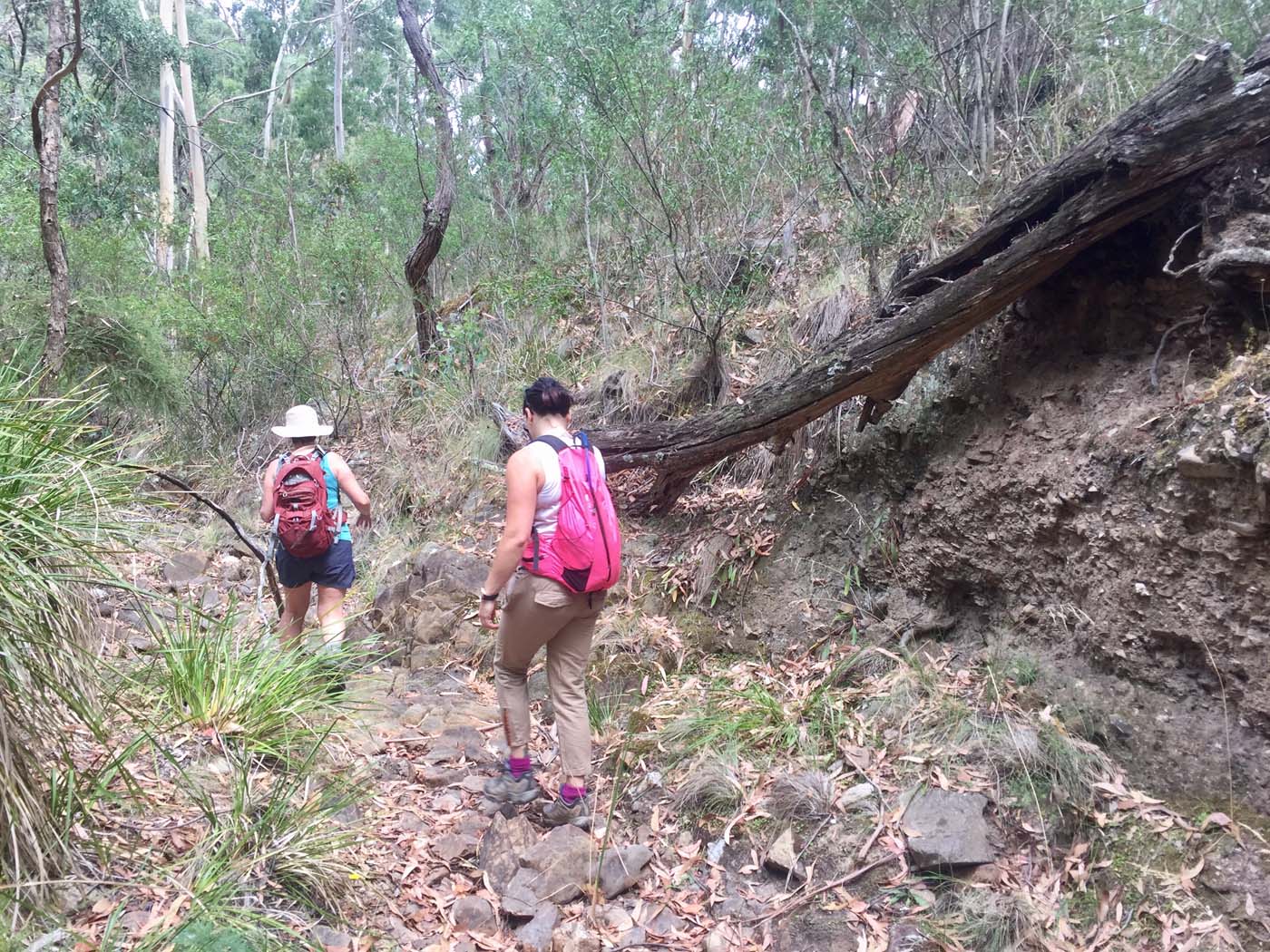 Pyrites creek circuit hike (7)