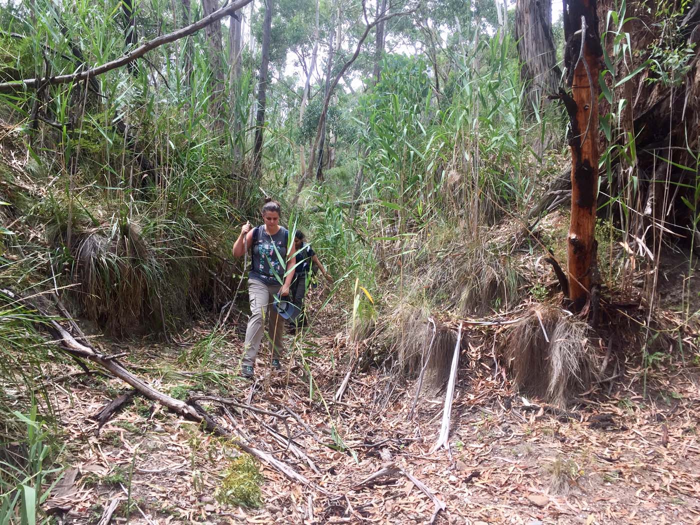 Pyrites creek circuit hike (8)