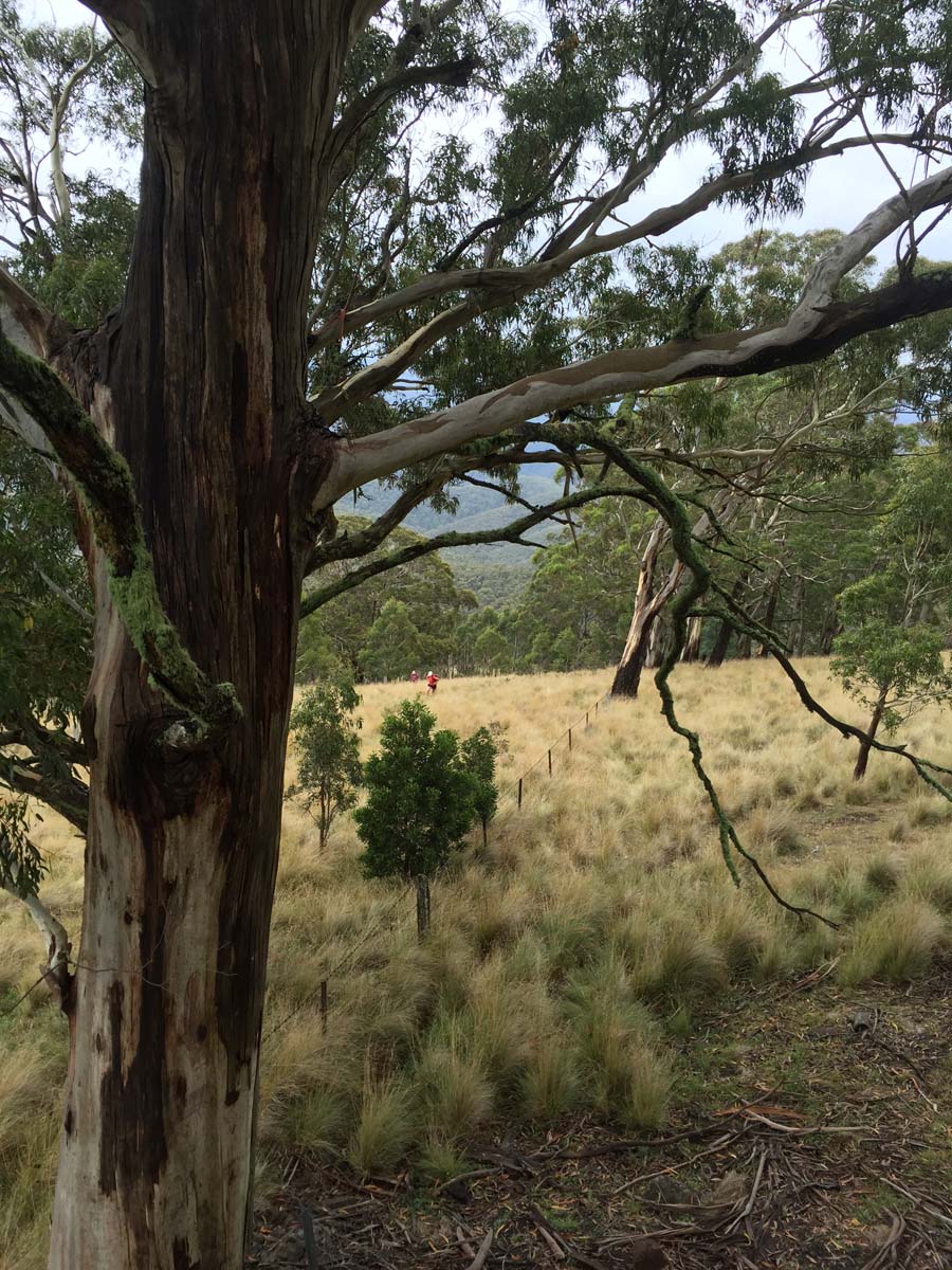 Razorback, chadwick & ah kow spurs hike 17