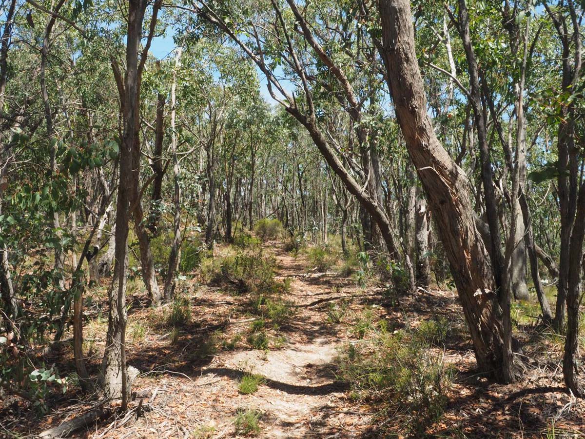 Razorback, lerderderg & lower chadwick circuit hike 20