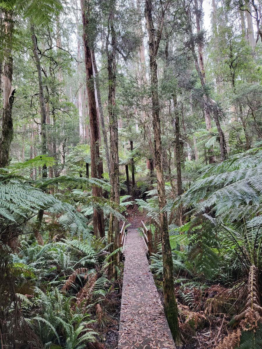 Reids tramline hike 2
