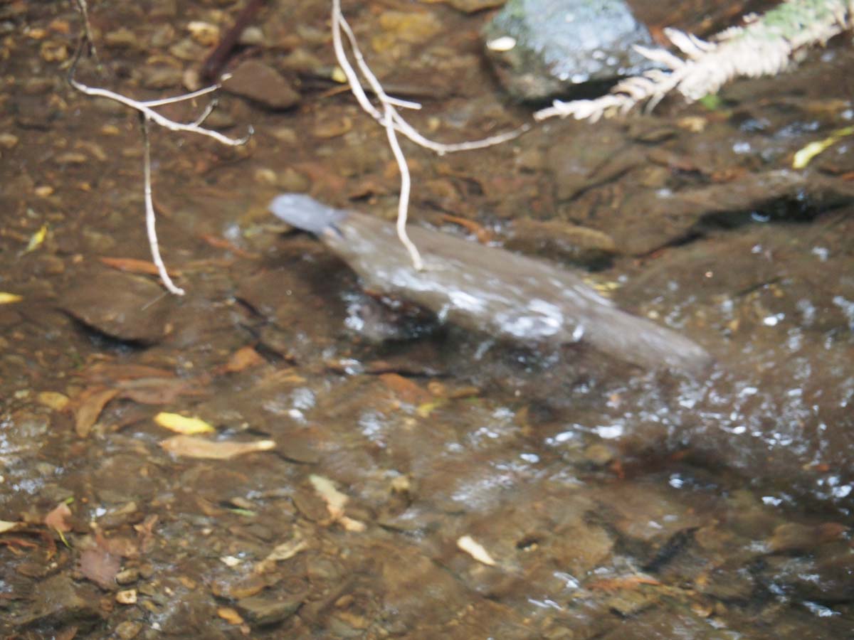Russell falls track 17