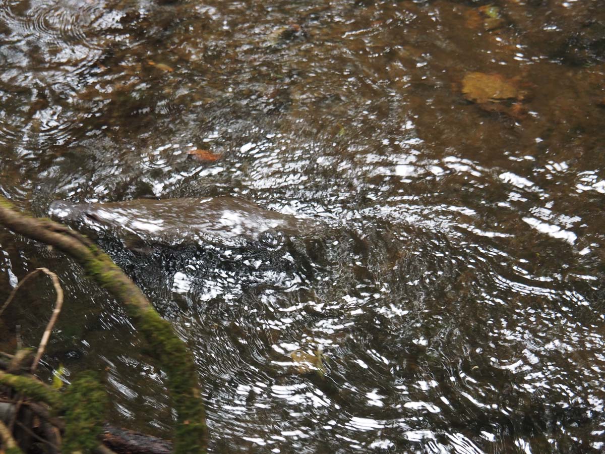 Russell falls track 18