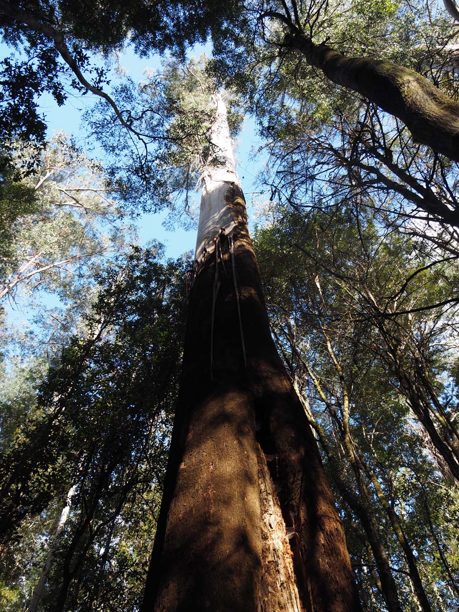 Russell falls track 19