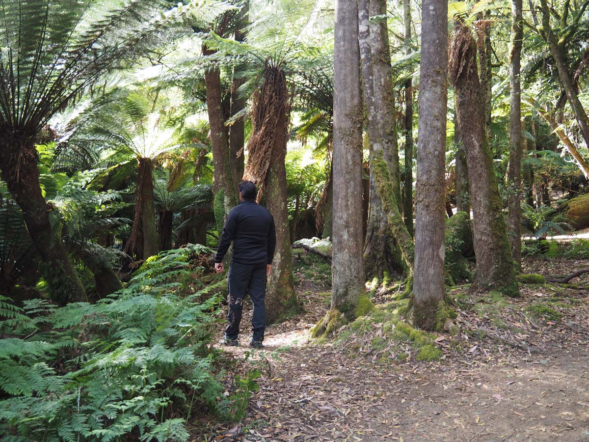 Russell falls track 2