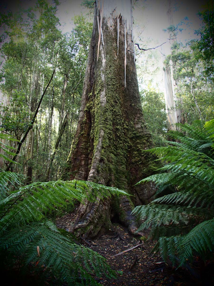 Russell falls track 20