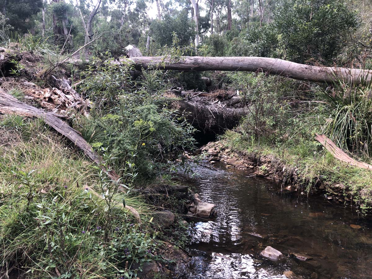 Ruths gully byers back track 11