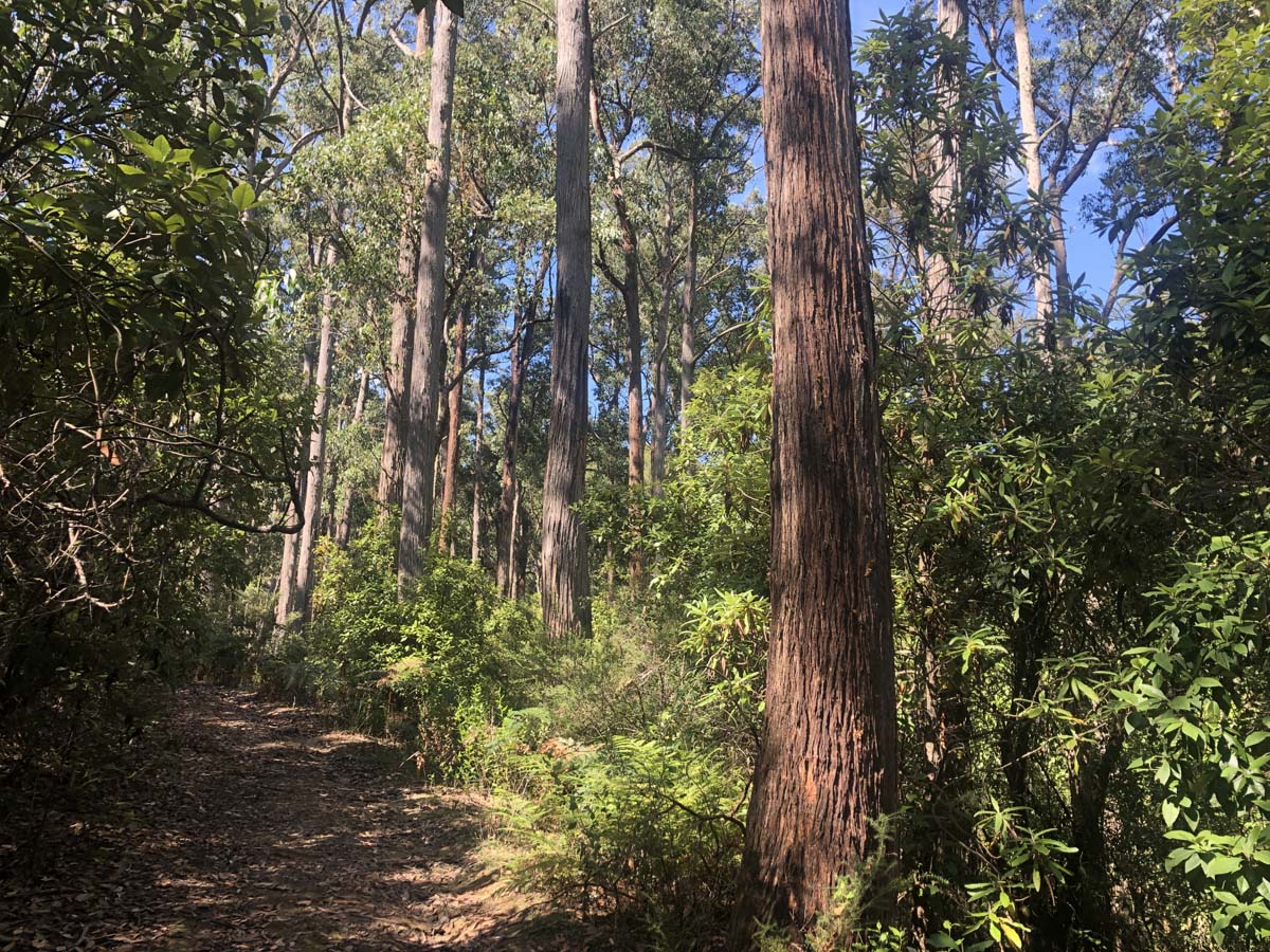Ruths gully byers back track 2