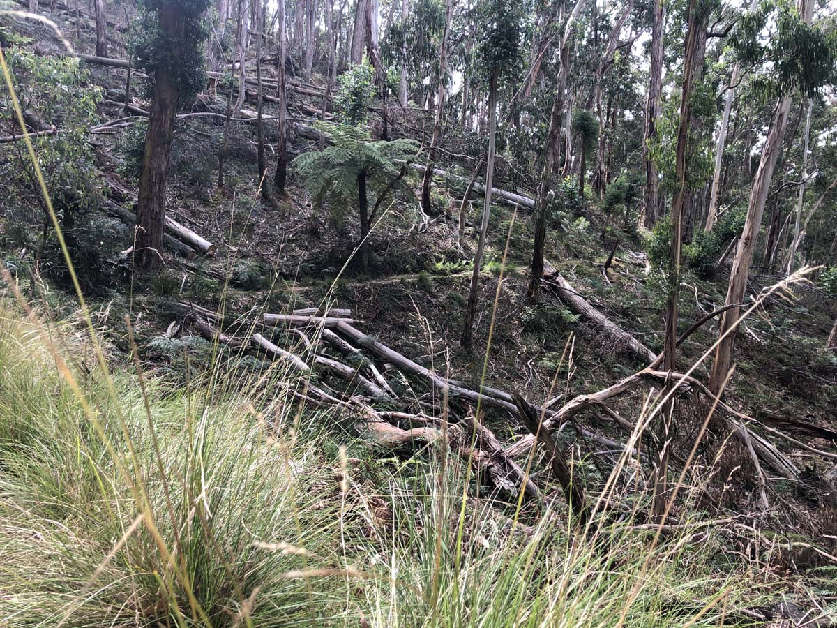 Ruths gully byers back track 20