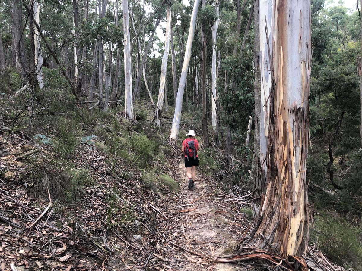 Ruths gully byers back track 31