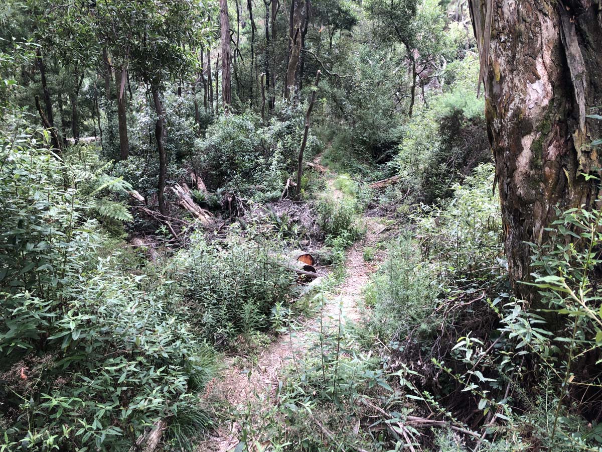 Ruths gully byers back track 37