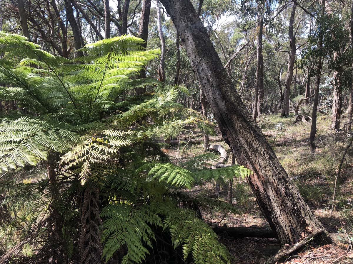 Ruths gully byers back track 4