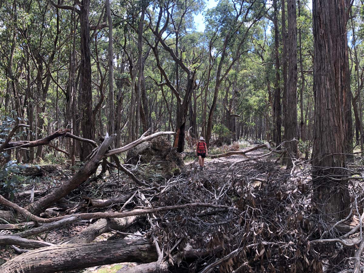 Ruths gully byers back track 6