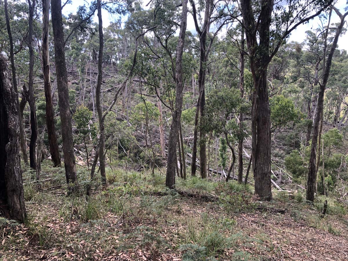 Ruths gully byers back track 8