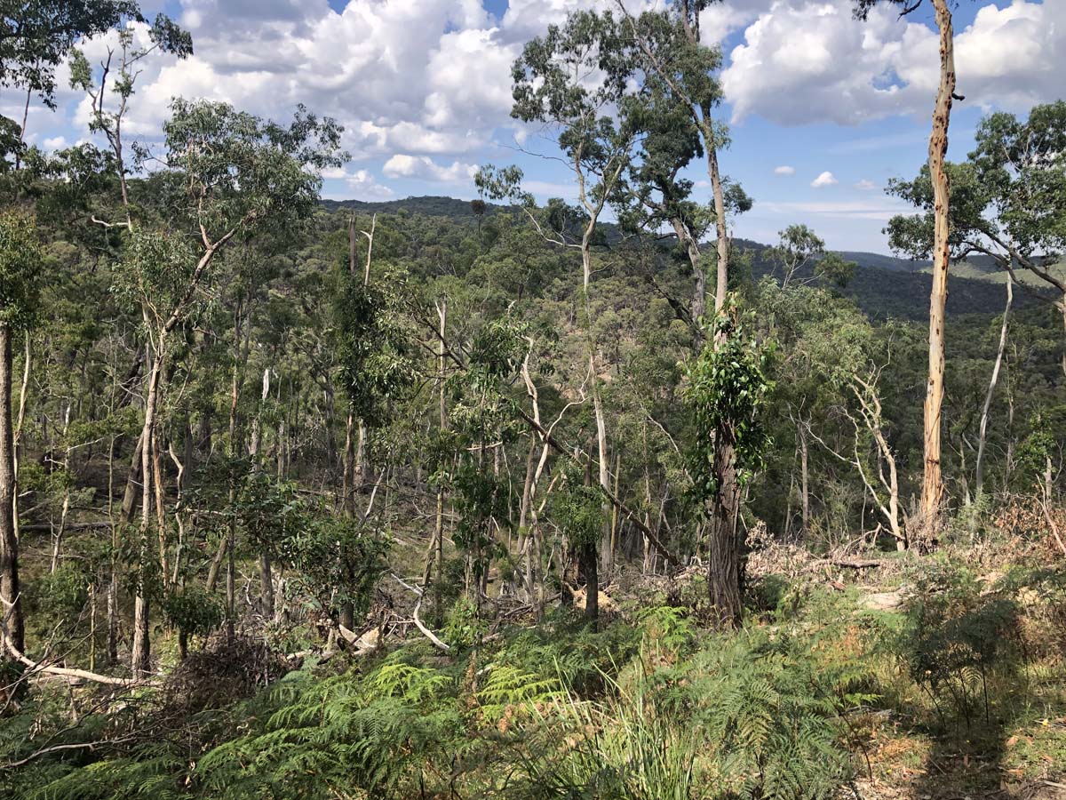 Ruths gully byers back track 9