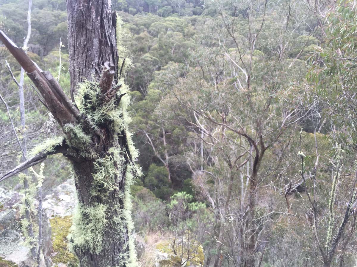 Ruths gully circuit hike 14