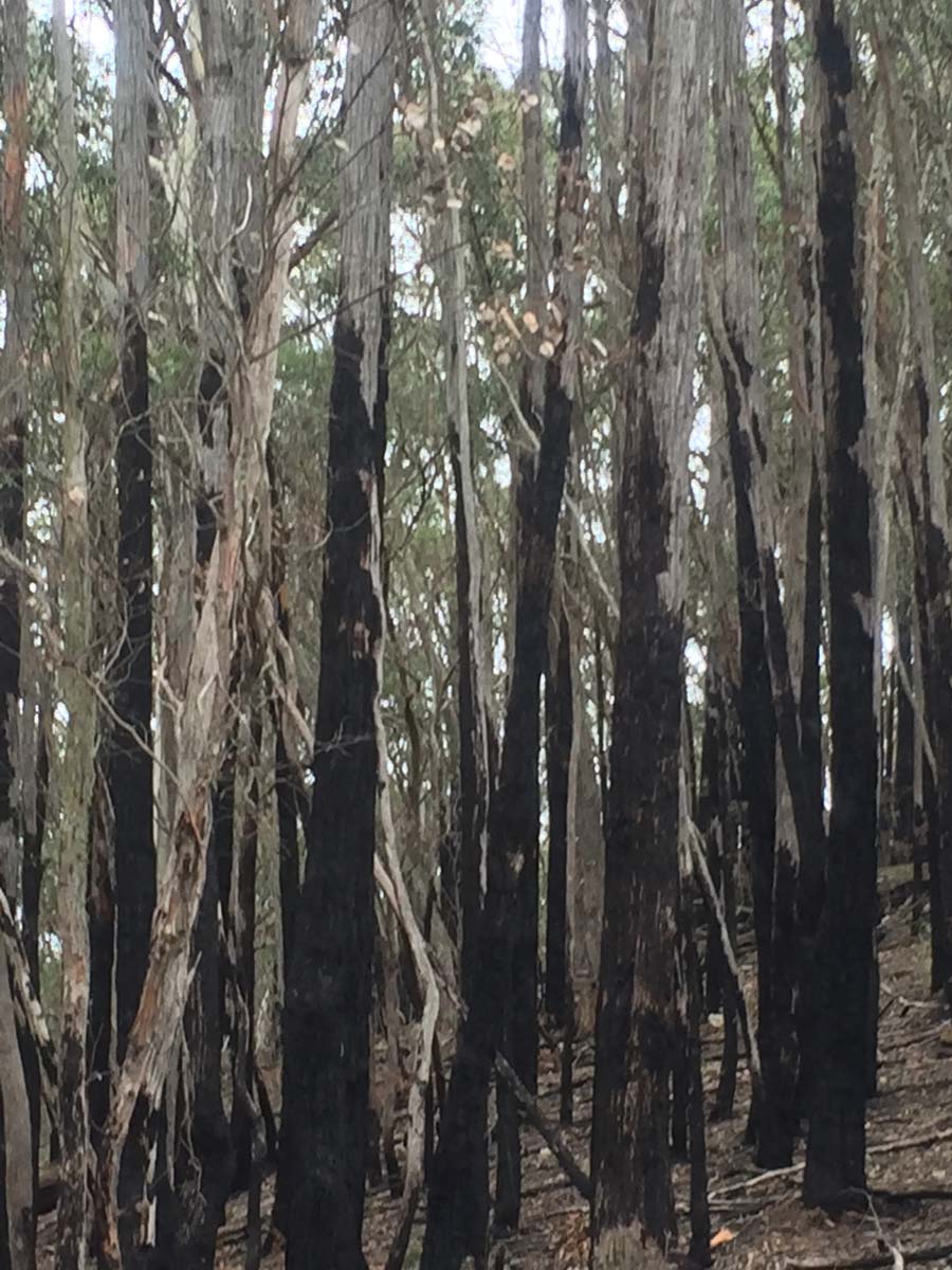Ruths gully circuit hike 16