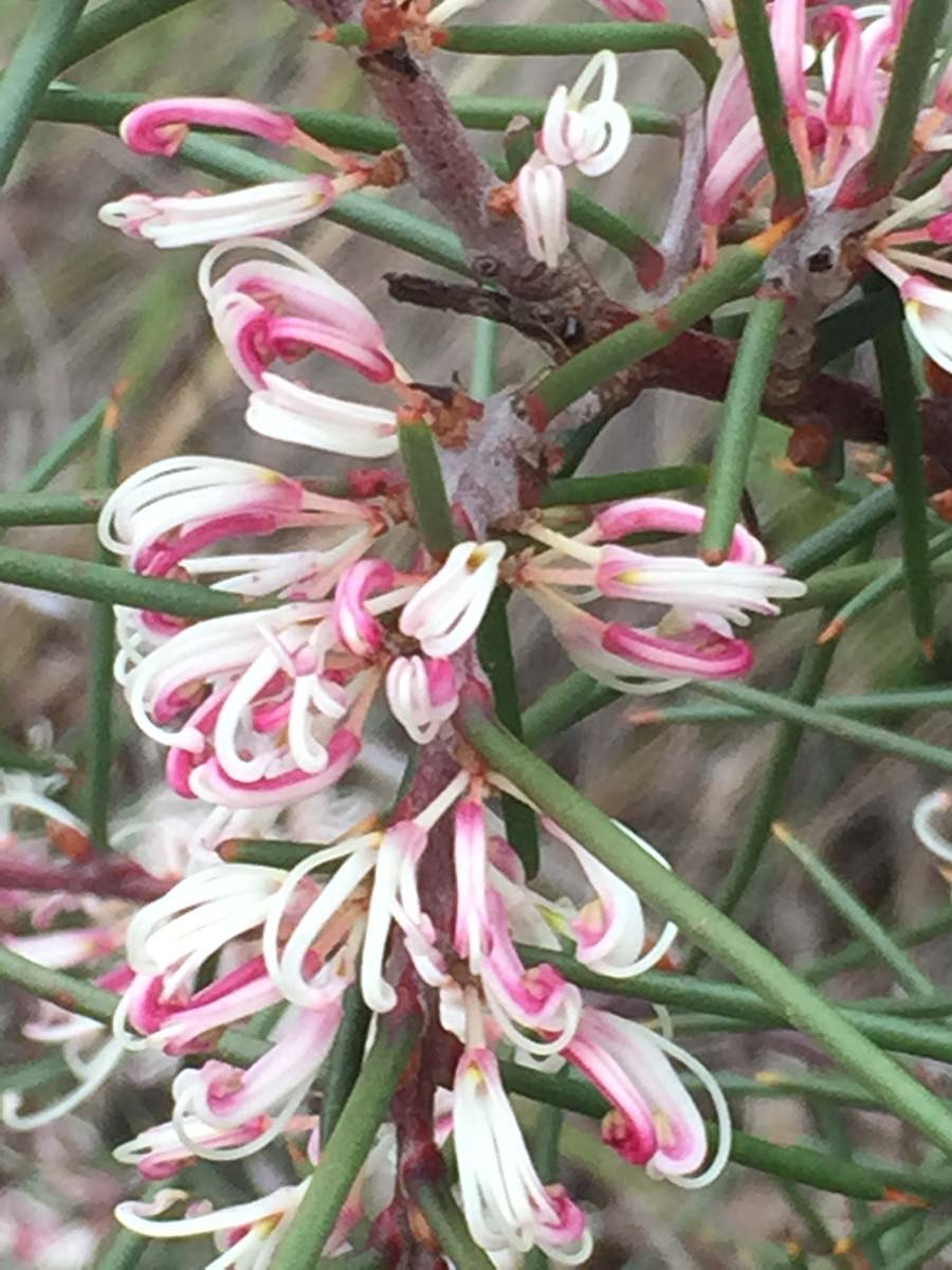 Ruths gully circuit hike 19