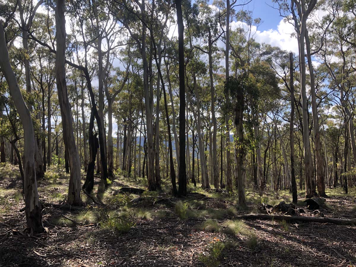Ruths gully circuit hike 44