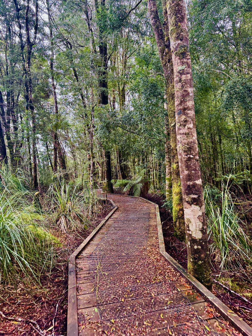 Savage river walk (1)