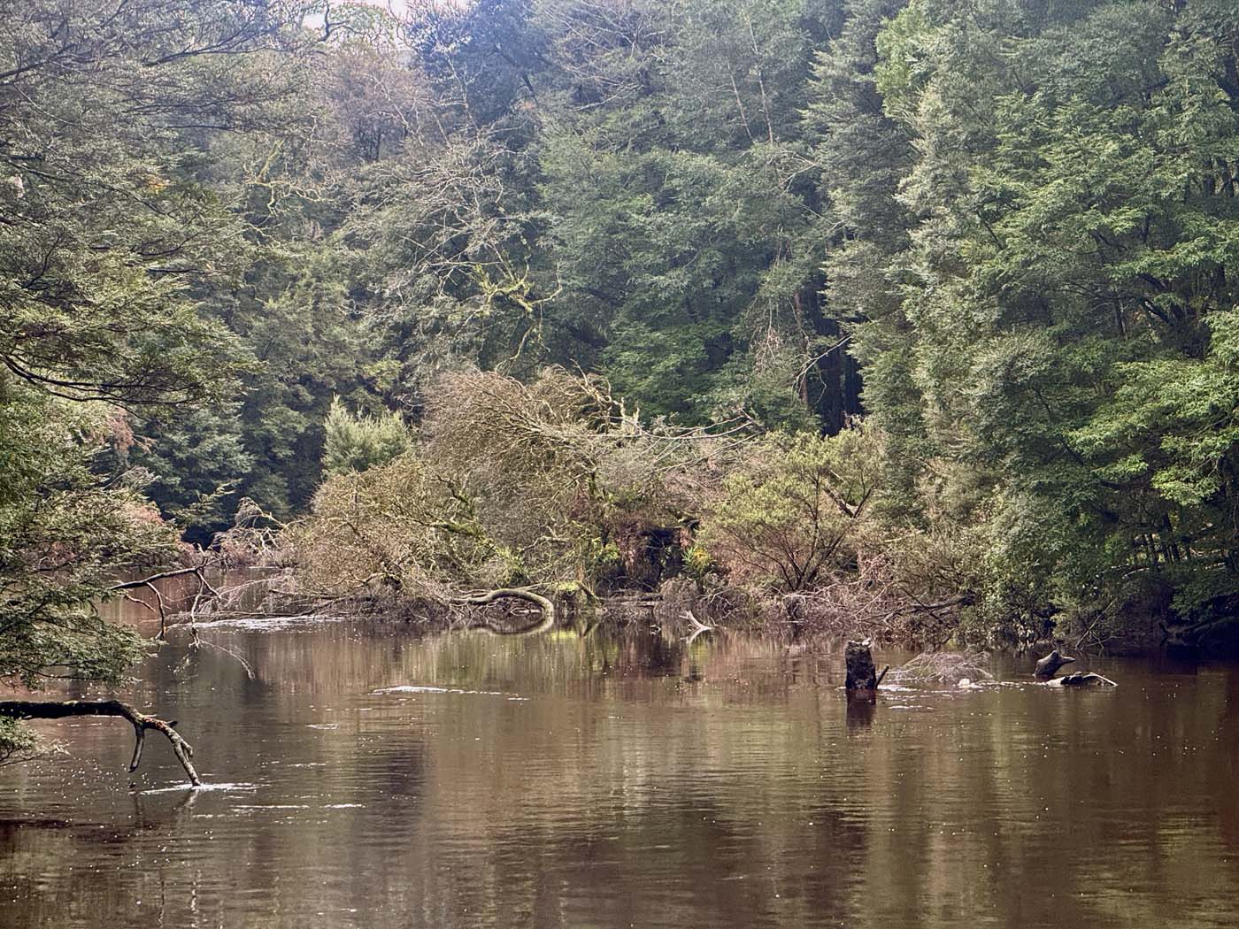 Savage river walk (11)