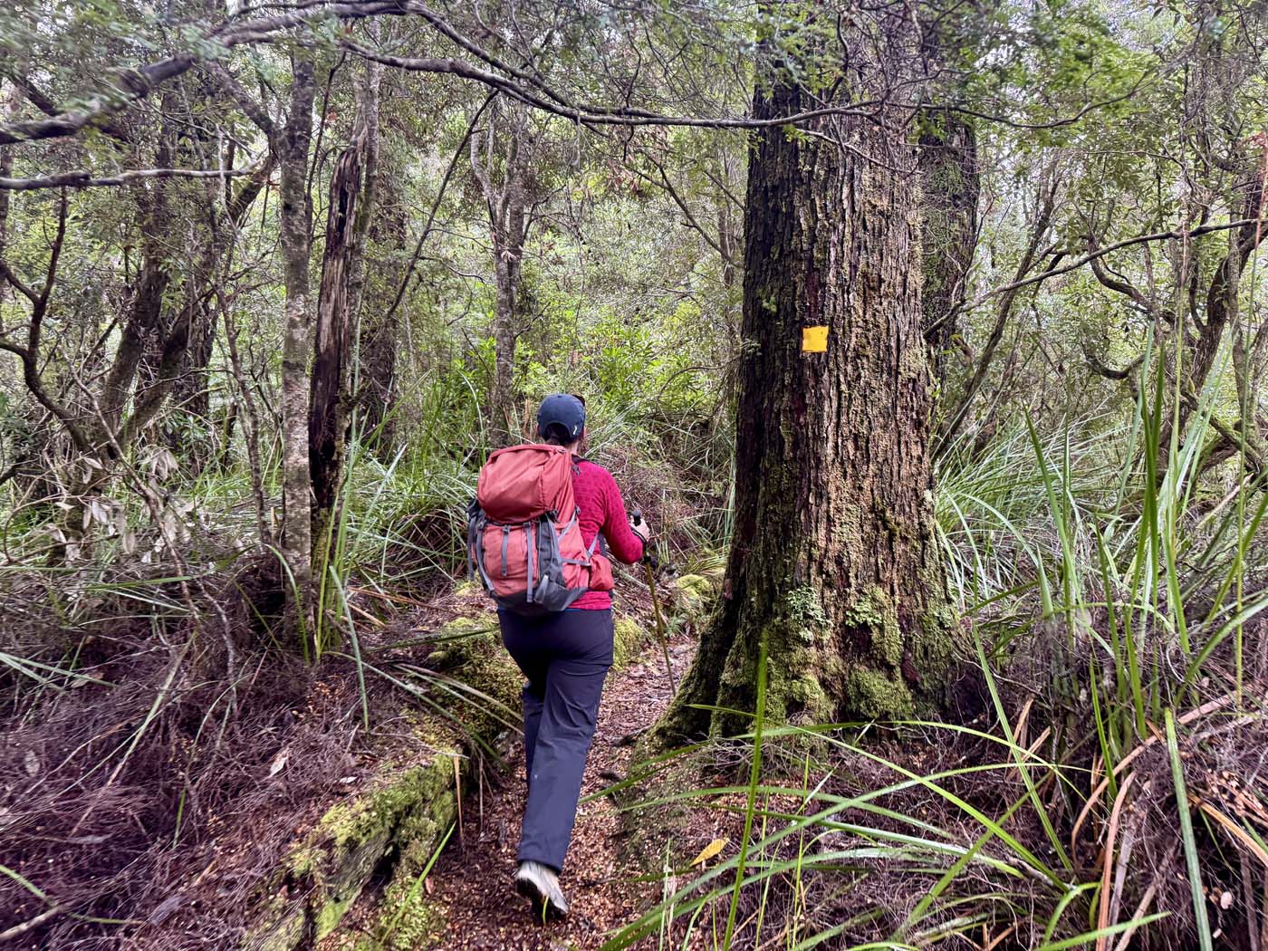 Savage river and link track (6)